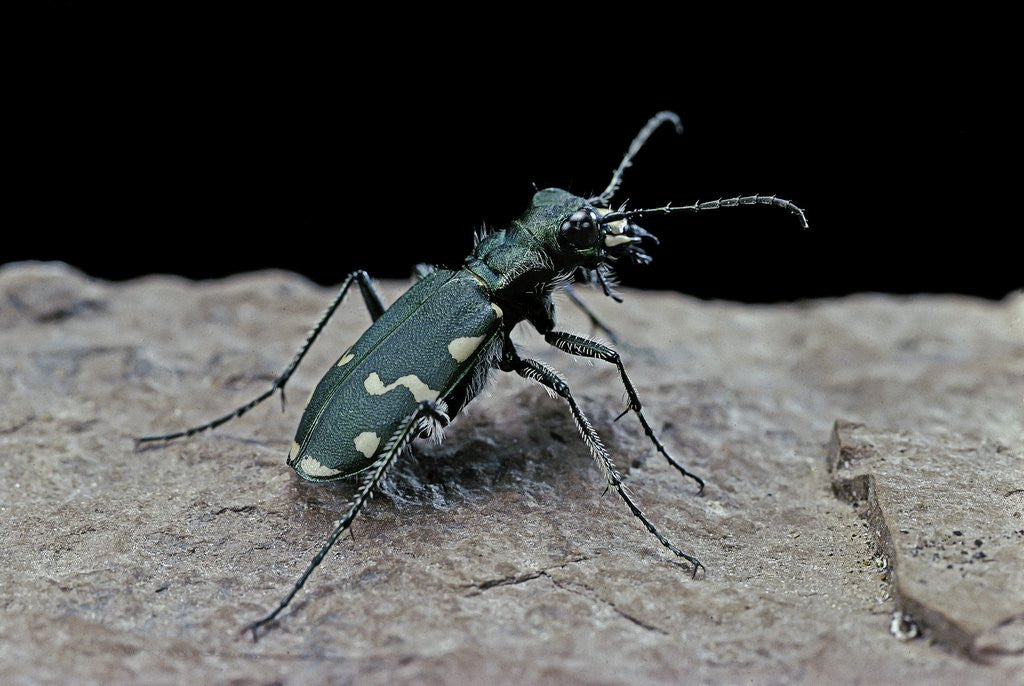 Detail of Cicindela gallica (tiger beetle) by Corbis
