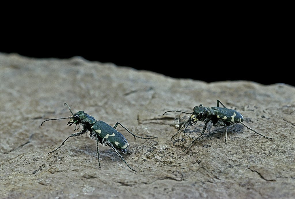 Detail of Cicindela gallica (tiger beetle) by Anonymous