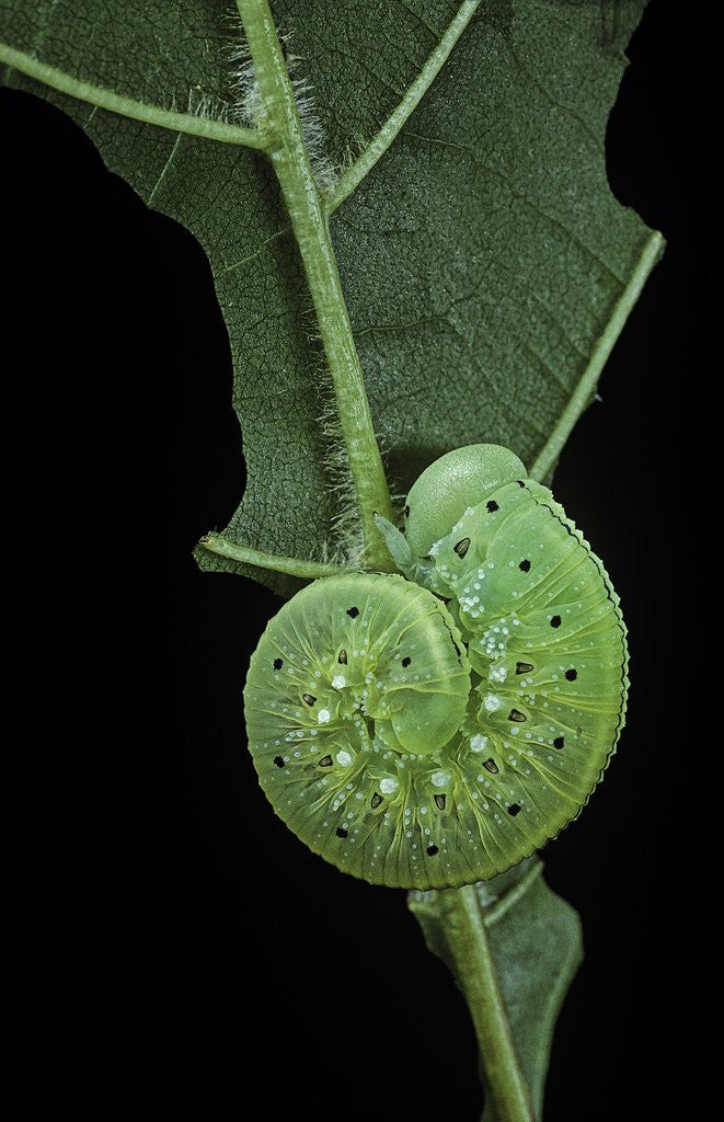 Detail of Cimbex femoratus (birch sawfly) - larva (false caterpillar) by Anonymous