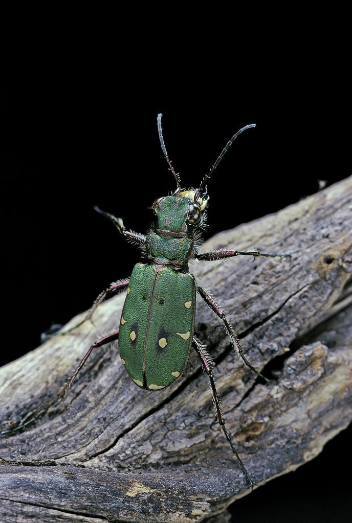 Detail of Cicindela campestris (green tiger beetle) by Anonymous