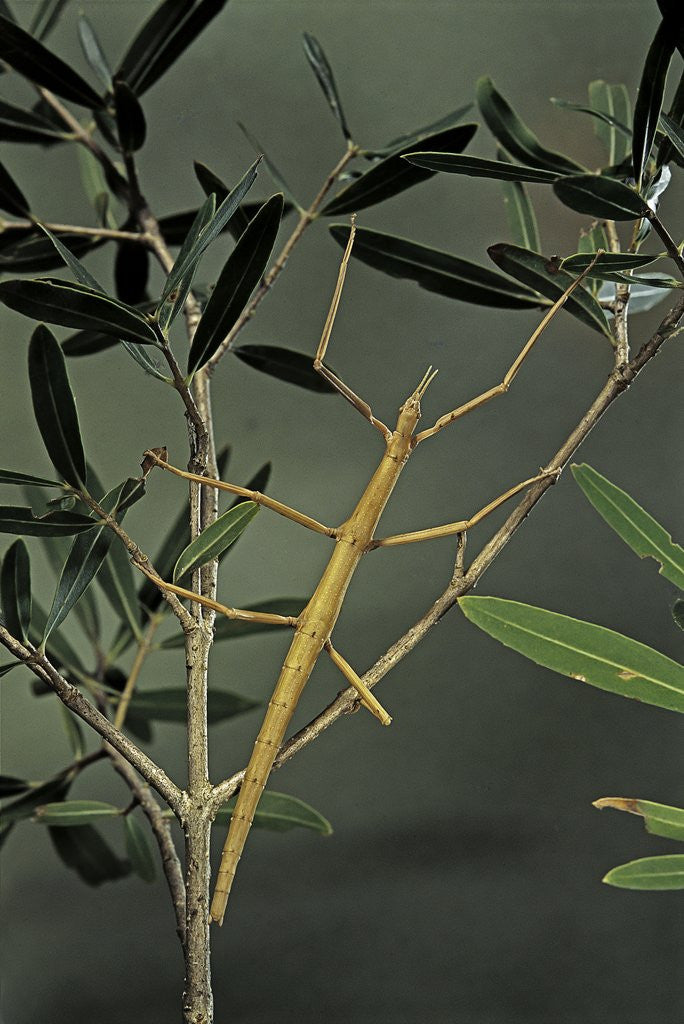 Detail of Clonopsis gallica (french stick insect) by Anonymous