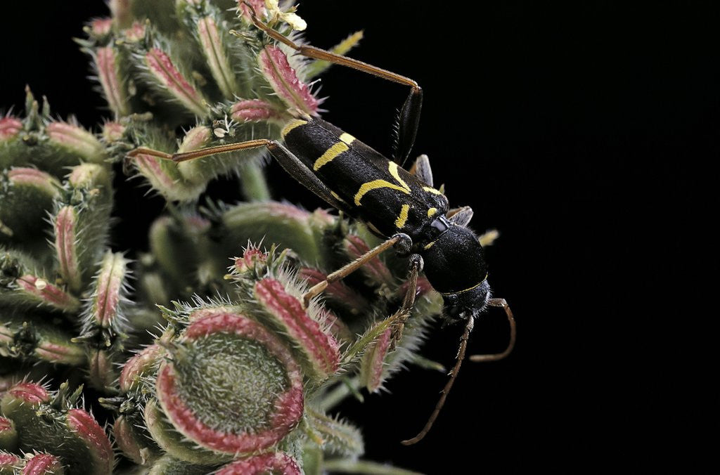 Detail of Clytus lama (longhorn beetle) by Anonymous