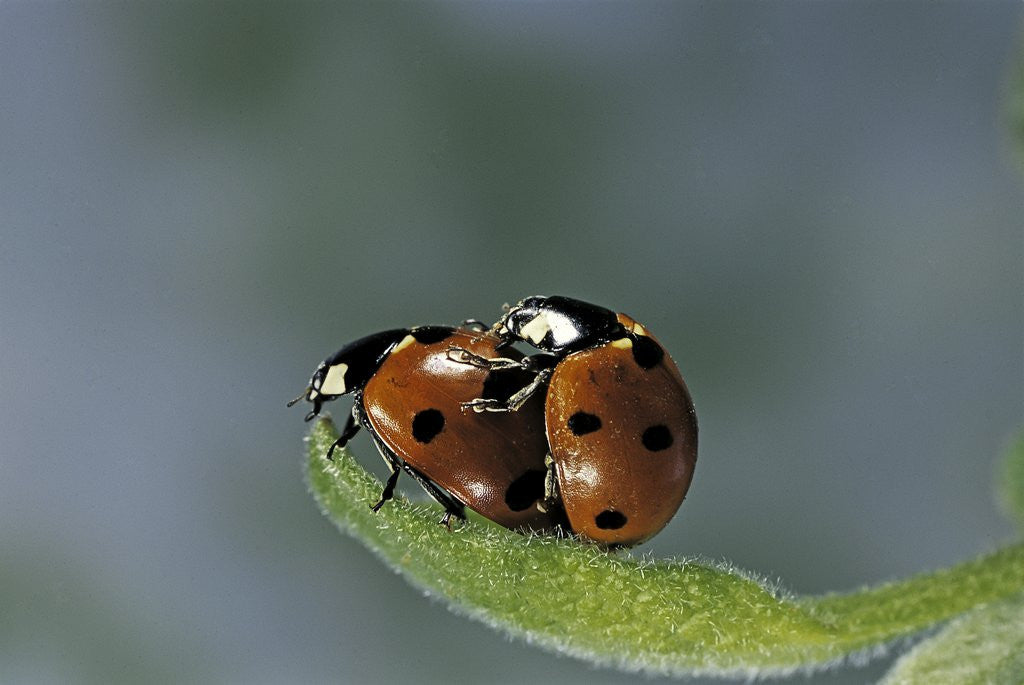 Detail of Coccinella septempunctata (sevenspotted lady beetle) - mating by Anonymous