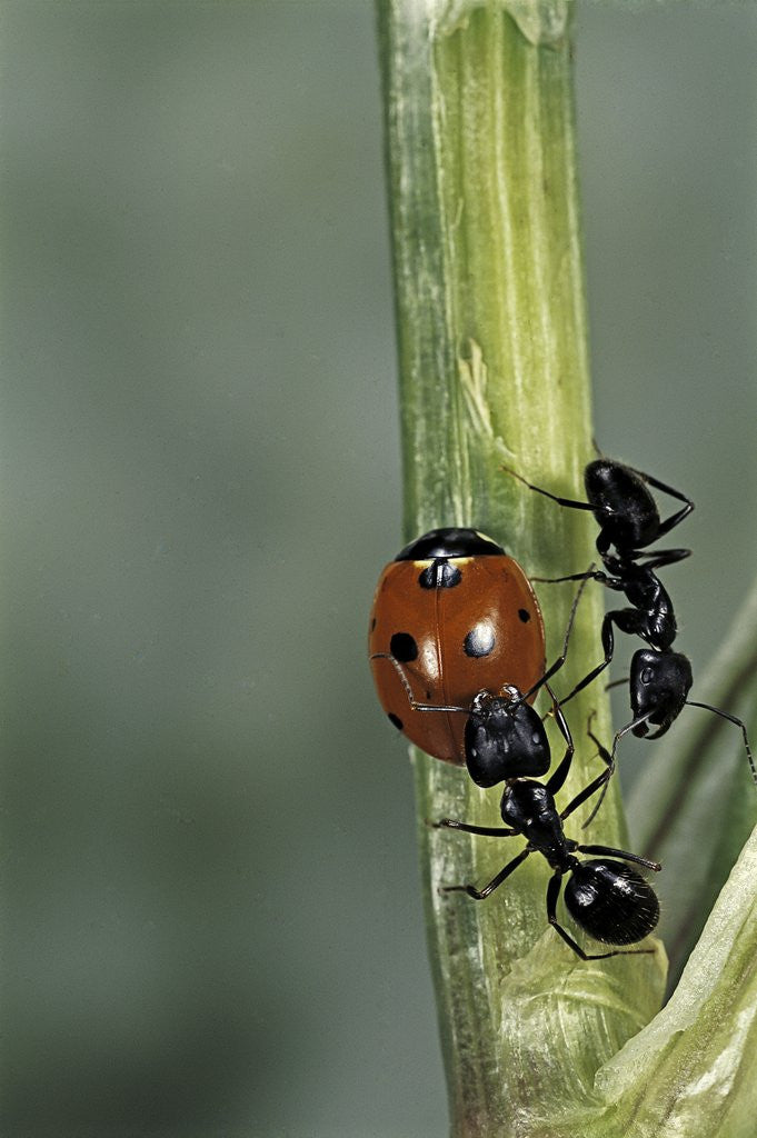 Detail of Coccinella septempunctata (sevenspotted lady beetle) - with ant by Corbis