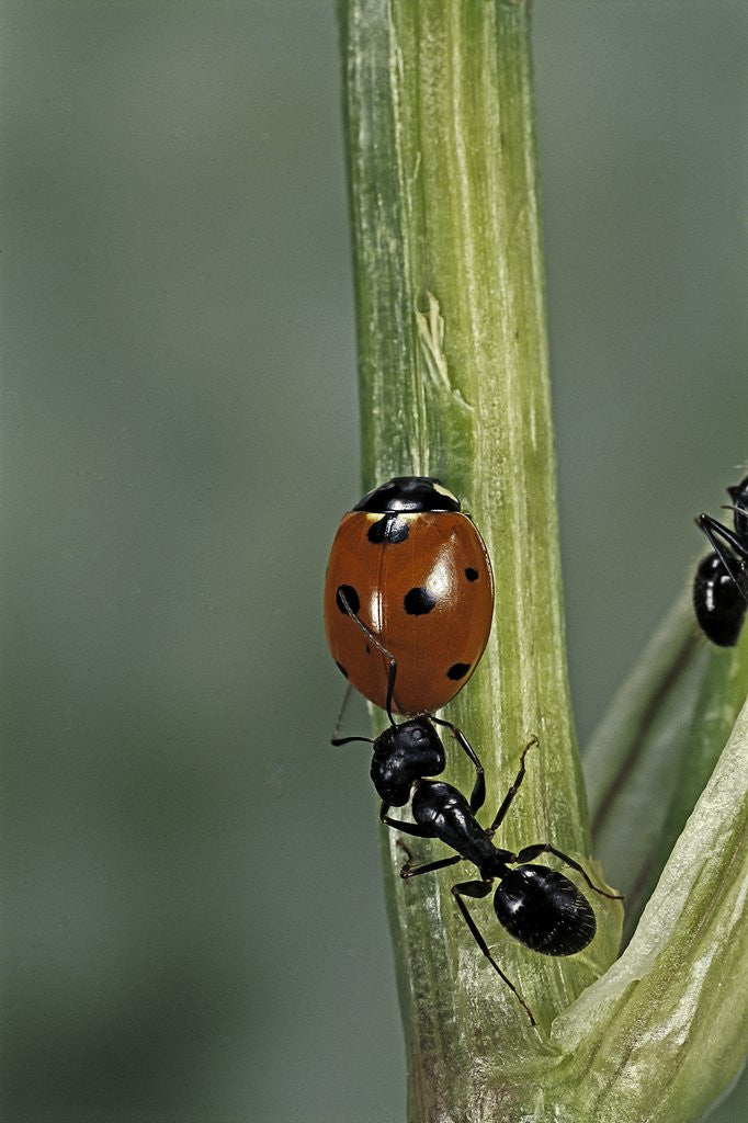 Detail of Coccinella septempunctata (sevenspotted lady beetle) - with ant by Anonymous