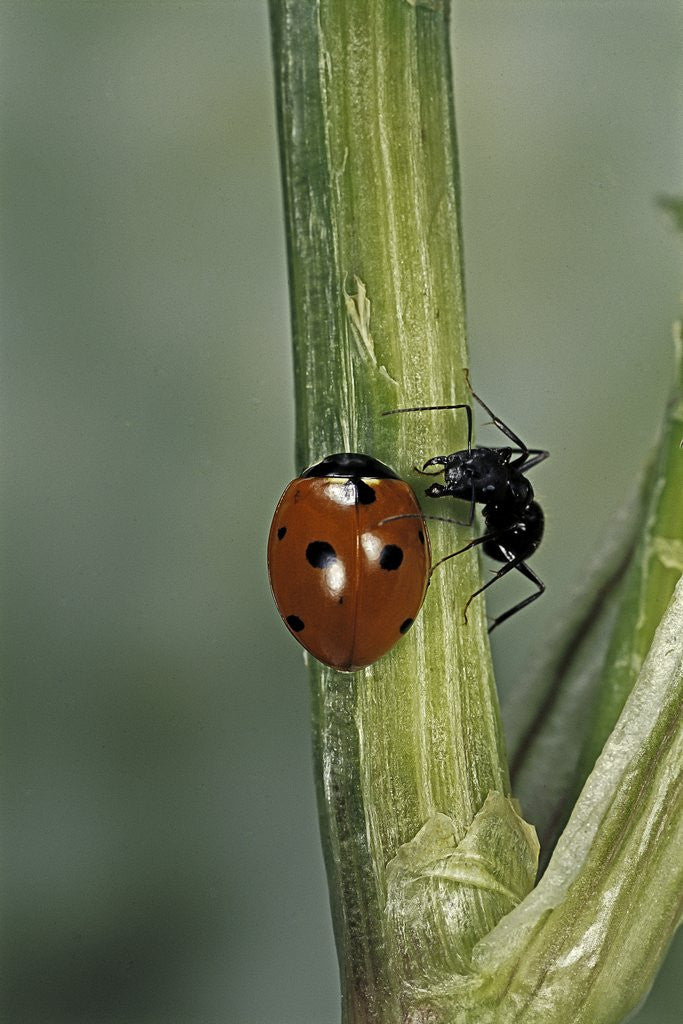 Detail of Coccinella septempunctata (sevenspotted lady beetle) - with ant by Anonymous