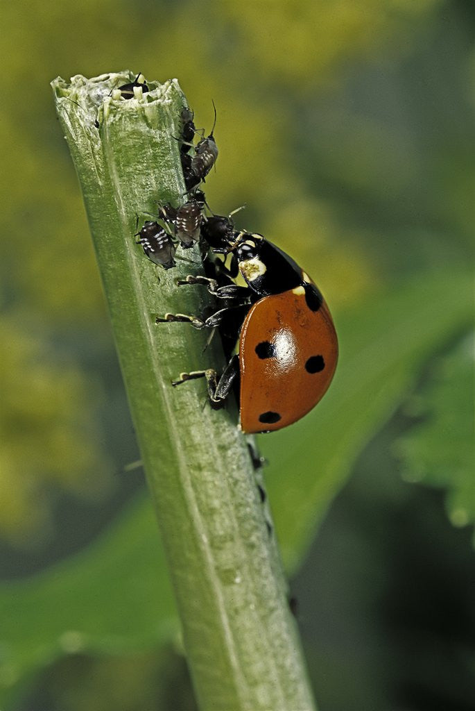 Detail of Coccinella septempunctata (sevenspotted lady beetle) - devouring aphids by Anonymous