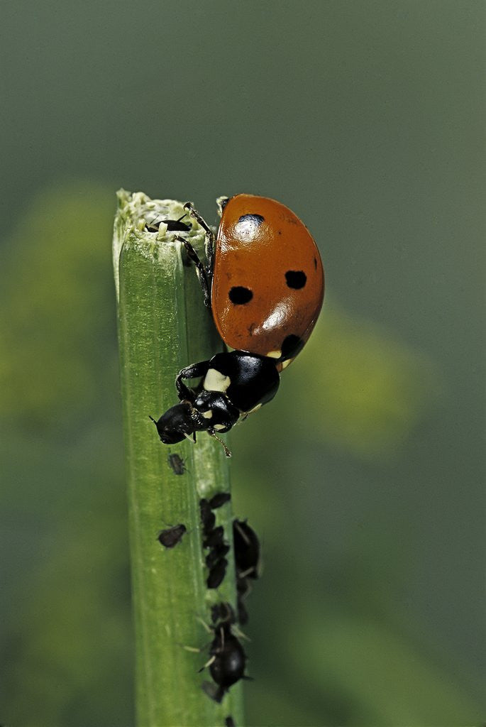 Detail of Coccinella septempunctata (sevenspotted lady beetle) - devouring aphids by Anonymous