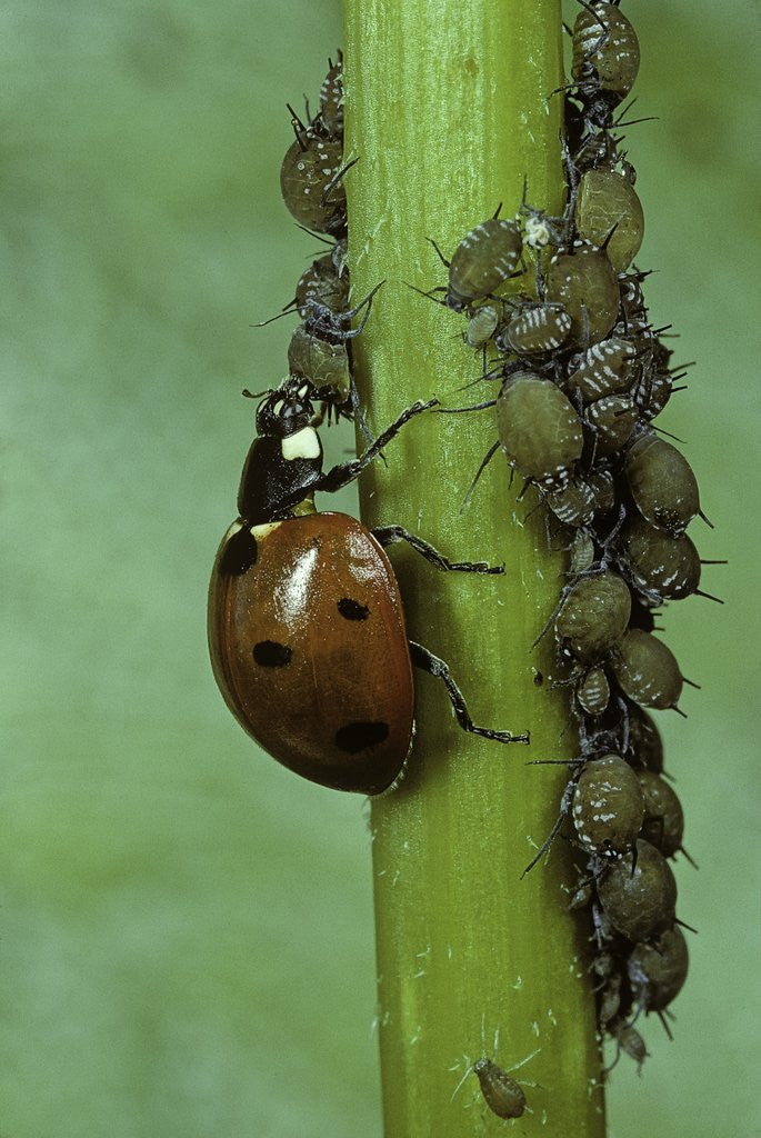 Detail of Coccinella septempunctata (sevenspotted lady beetle) - devouring aphids by Anonymous