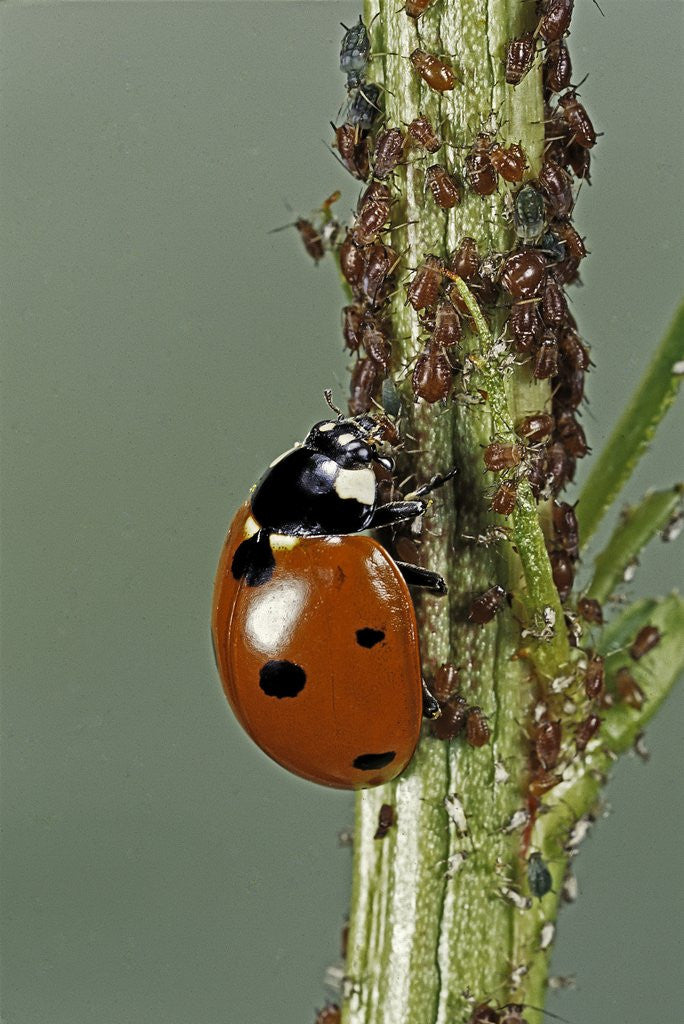 Detail of Coccinella septempunctata (sevenspotted lady beetle) - devouring aphids by Anonymous
