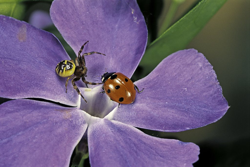 Detail of Coccinella septempunctata (sevenspotted lady beetle) - with spider by Corbis