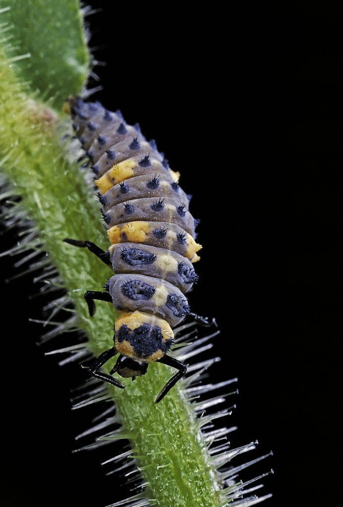 Detail of Coccinella septempunctata (sevenspotted lady beetle) - larva by Anonymous