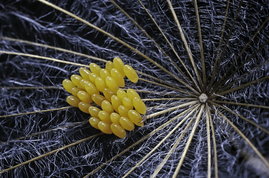 Detail of Coccinella septempunctata (sevenspotted lady beetle) - eggs by Anonymous