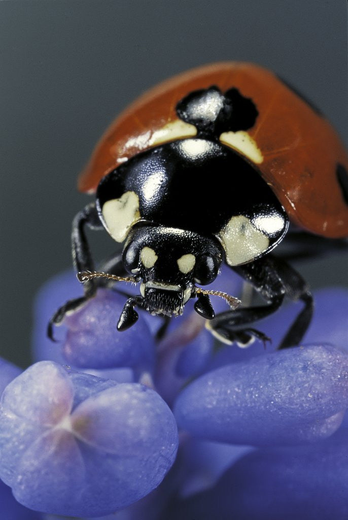 Detail of Coccinella septempunctata (sevenspotted lady beetle) - portrait by Corbis