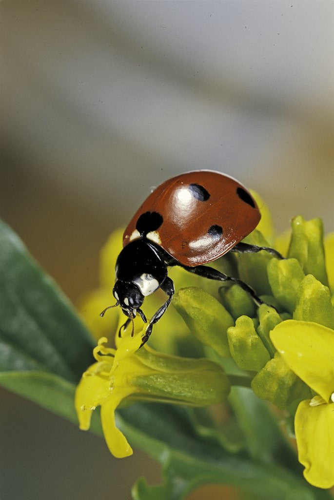 Detail of Coccinella septempunctata (sevenspotted lady beetle) by Anonymous