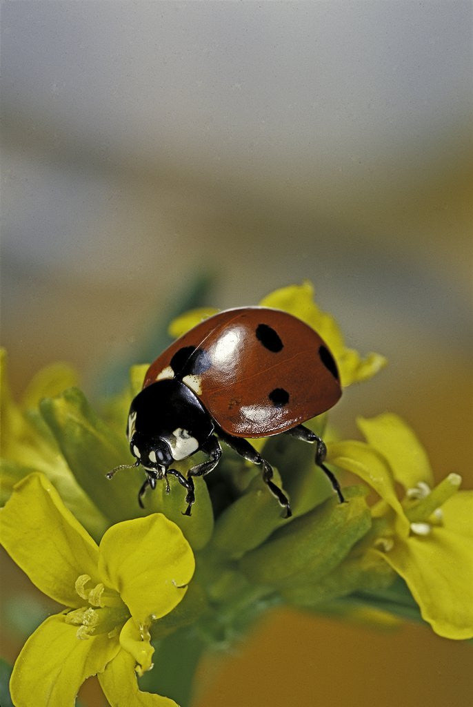 Detail of Coccinella septempunctata (sevenspotted lady beetle) by Anonymous