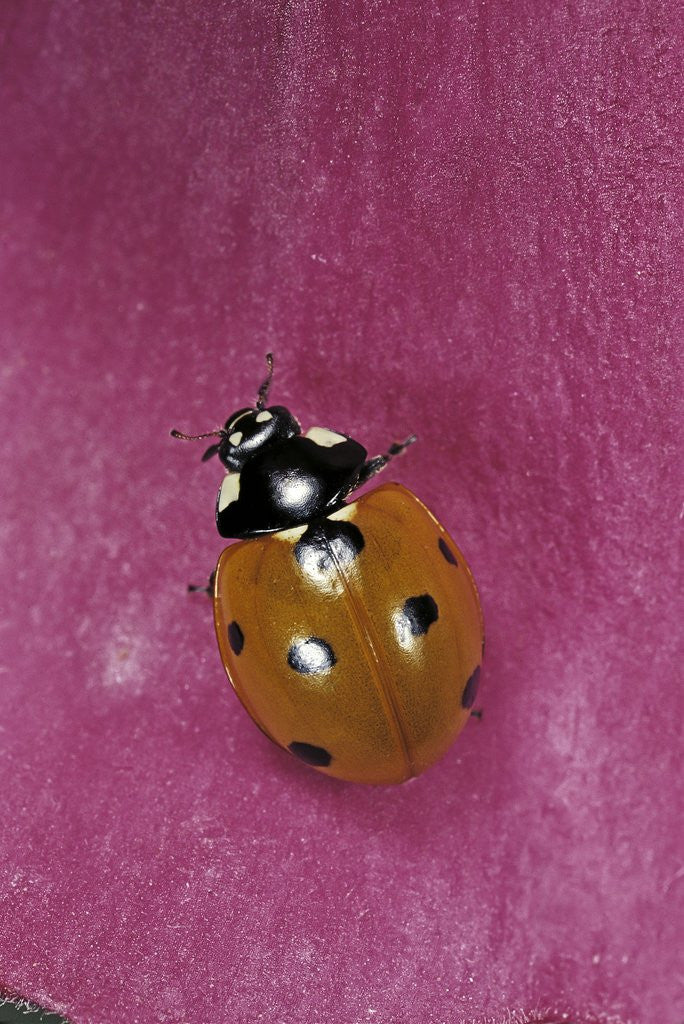 Detail of Coccinella septempunctata (sevenspotted lady beetle) by Corbis