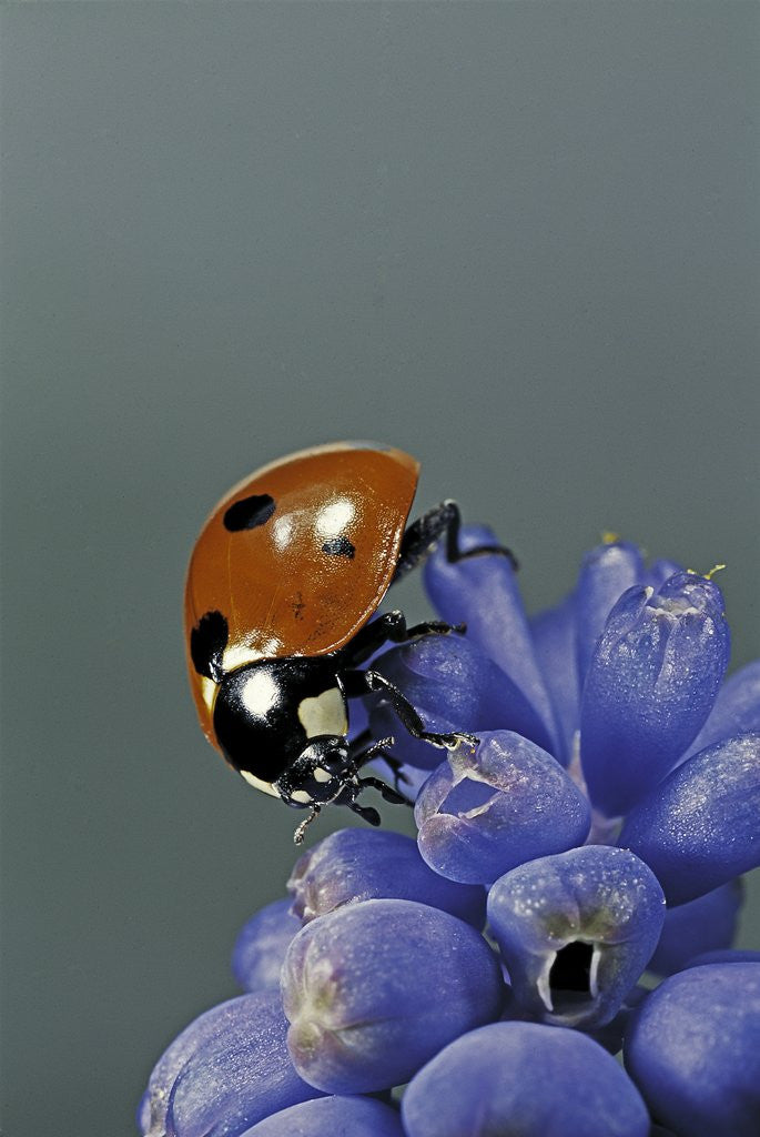 Detail of Coccinella septempunctata (sevenspotted lady beetle) by Anonymous