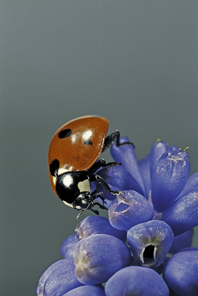 Detail of Coccinella septempunctata (sevenspotted lady beetle) by Corbis