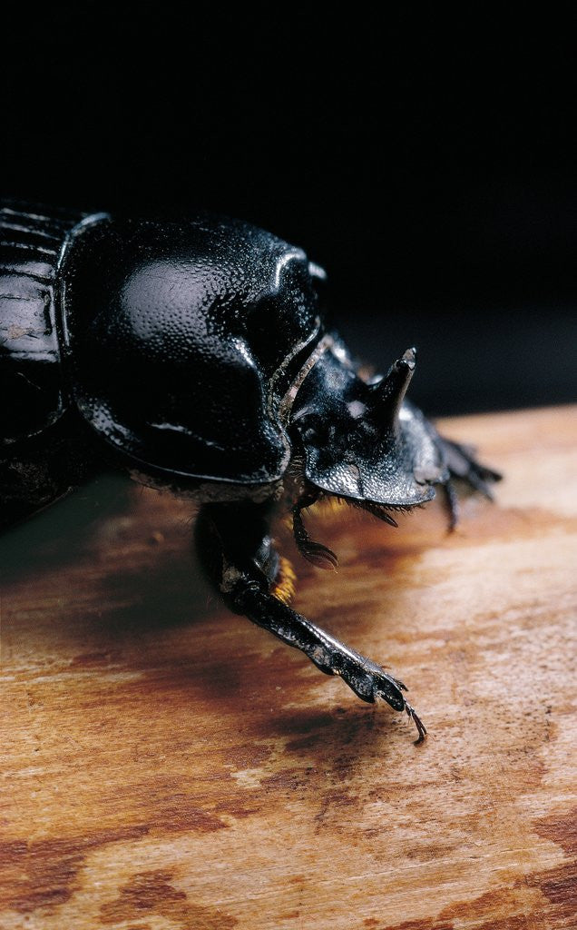 Detail of Copris lunaris (horned dung beetle) by Anonymous