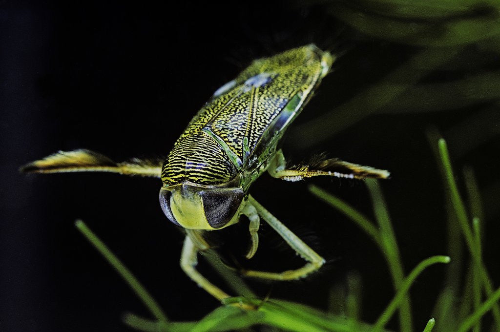 Detail of Corixa sp. (water boatman) by Anonymous