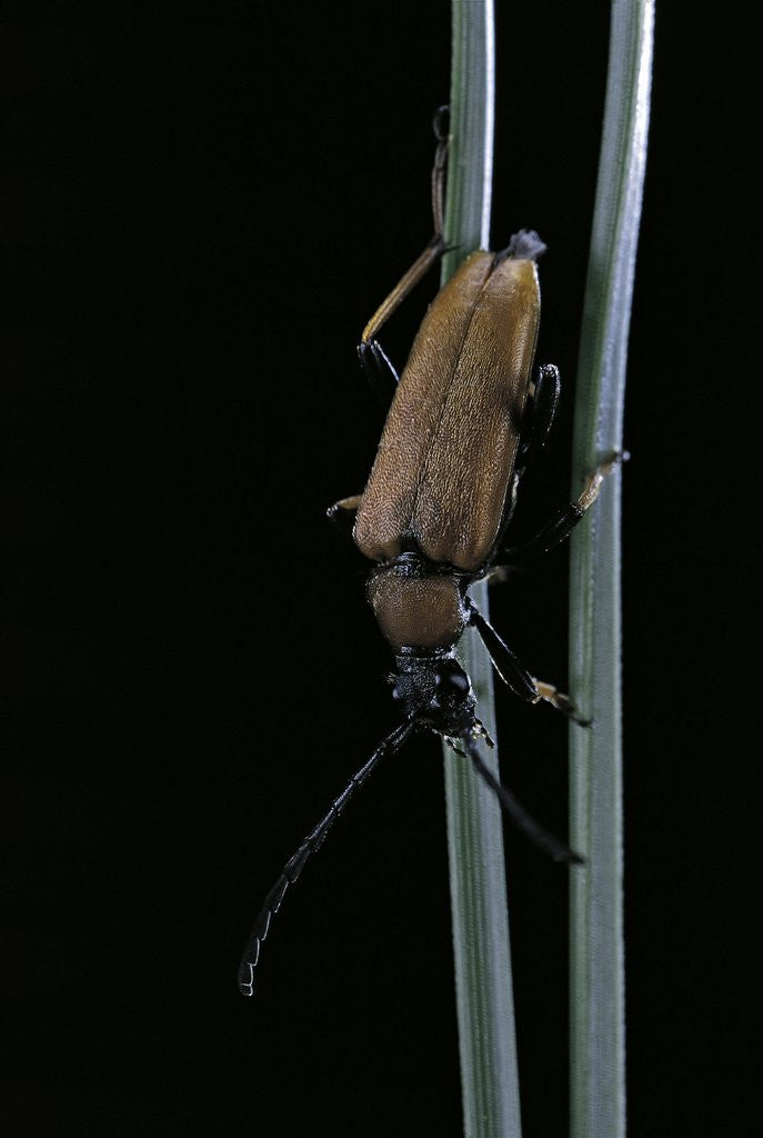 Detail of Corymbia rubra (red-brown longhorn beetle) by Anonymous