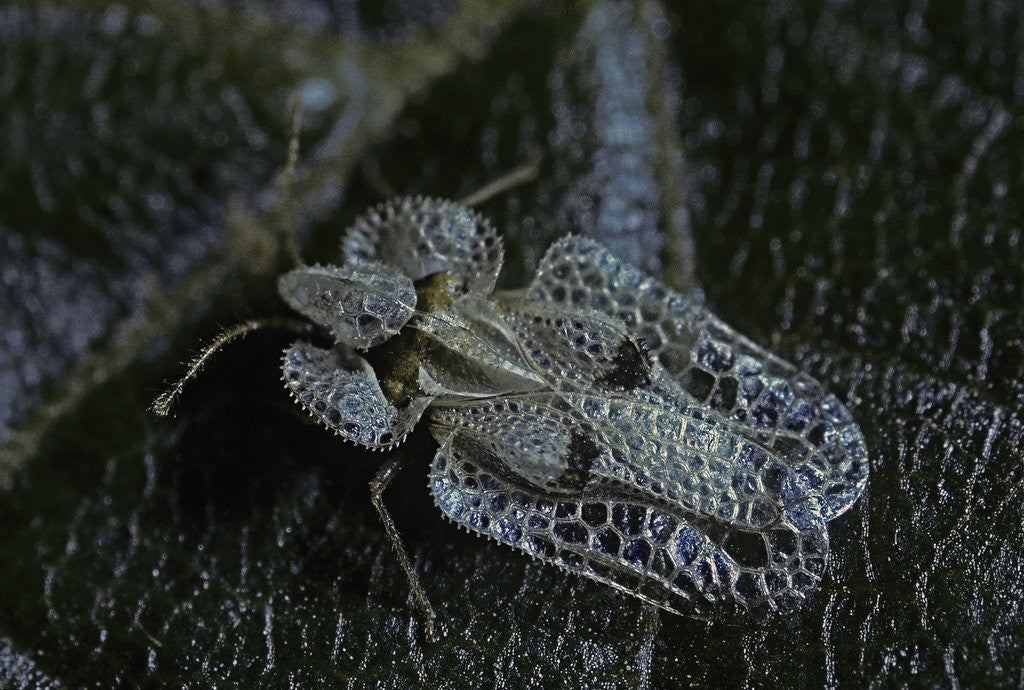 Detail of Corythucha ciliata (sycamore lace bug) by Anonymous