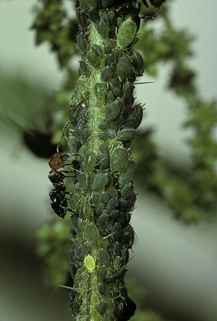 Detail of Crematogaster scutellaris - ants with aphids by Anonymous