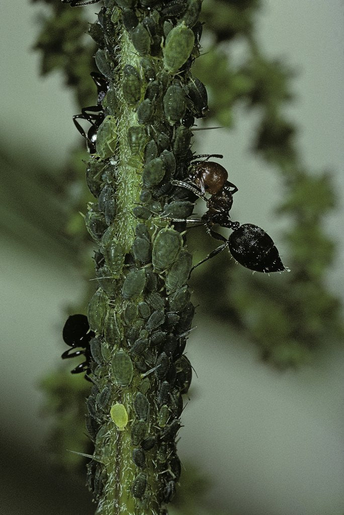 Detail of Crematogaster scutellaris - ants with aphids by Anonymous