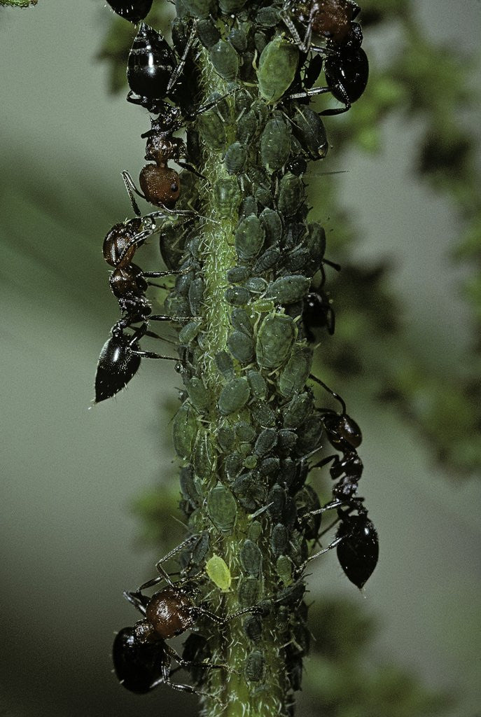 Detail of Crematogaster scutellaris - ants with aphids by Anonymous