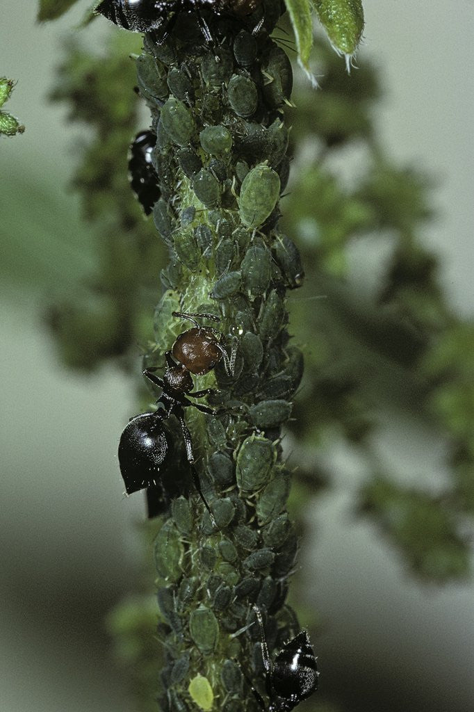 Detail of Crematogaster scutellaris - ants with aphids by Anonymous