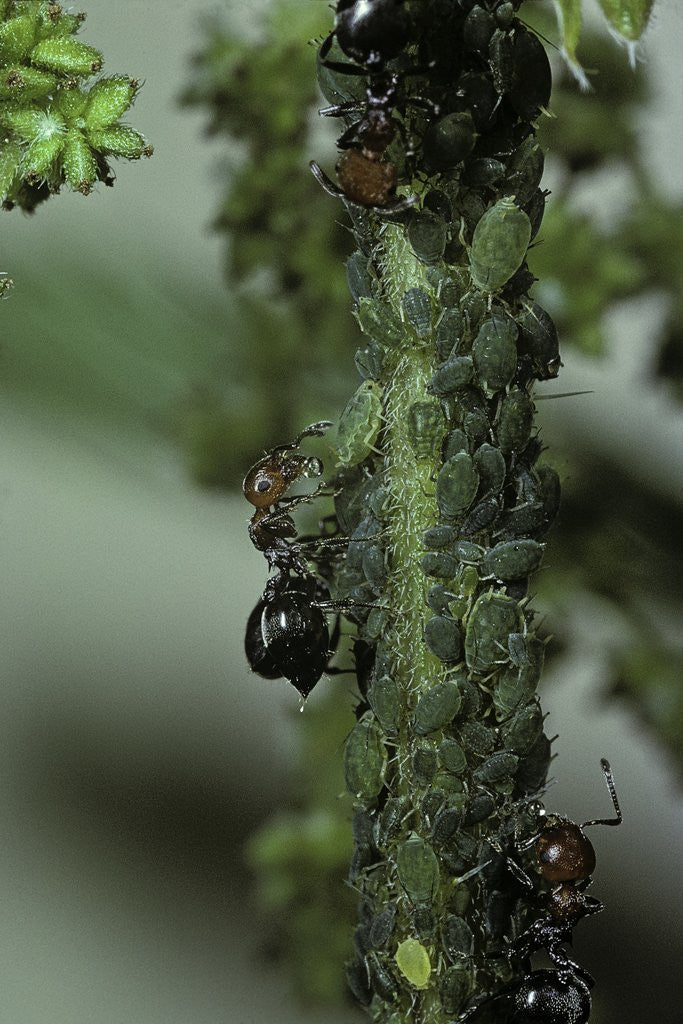 Detail of Crematogaster scutellaris - ants with aphids by Corbis