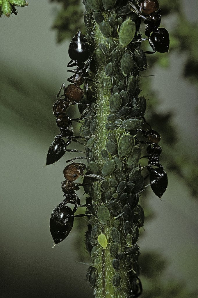 Detail of Crematogaster scutellaris - ants with aphids by Anonymous
