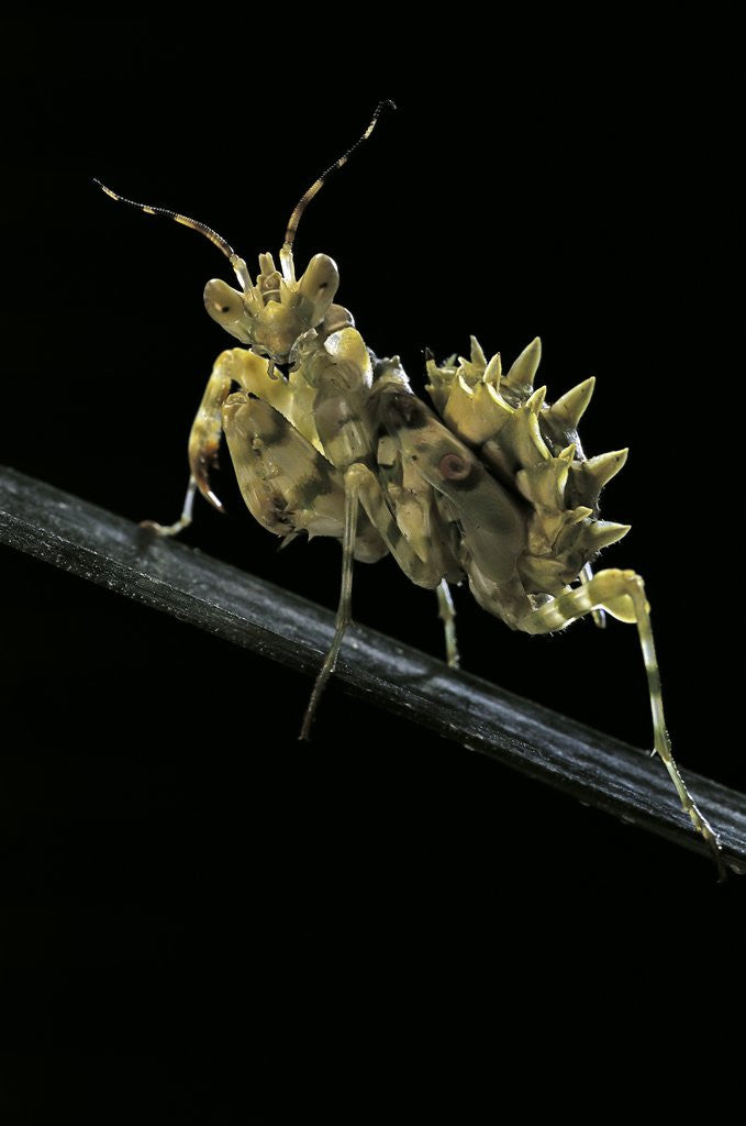 Detail of Creobroter gemmatus (jeweled flower mantis) by Anonymous