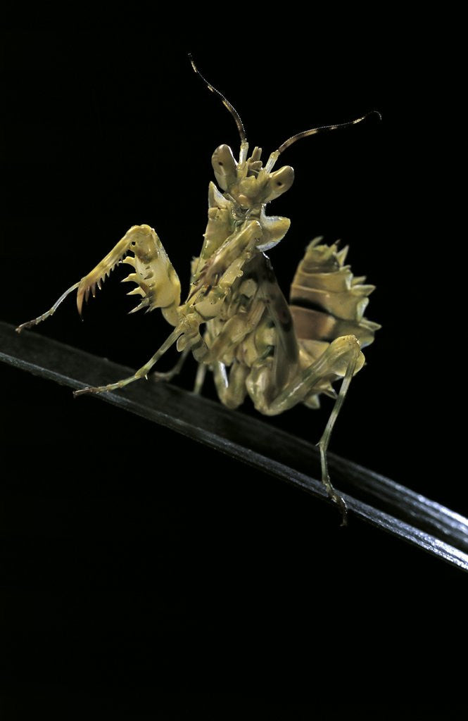 Detail of Creobroter gemmatus (jeweled flower mantis) by Anonymous
