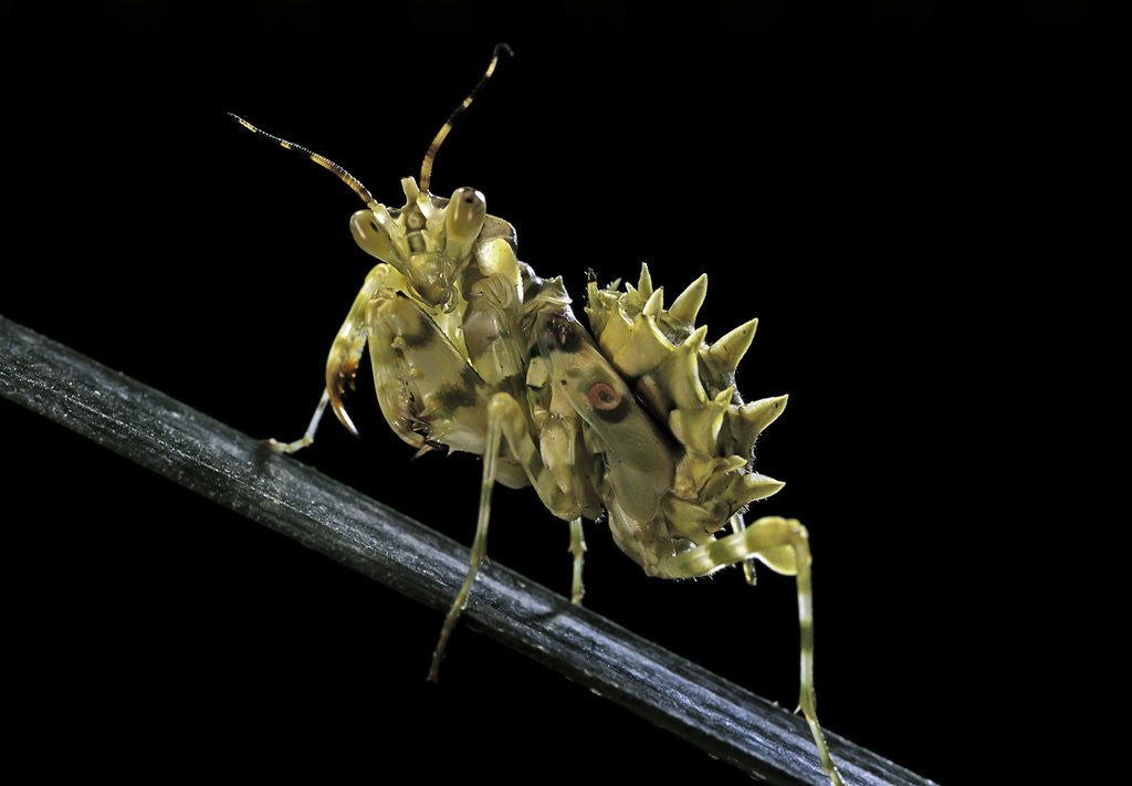 Detail of Creobroter gemmatus (jeweled flower mantis) by Anonymous