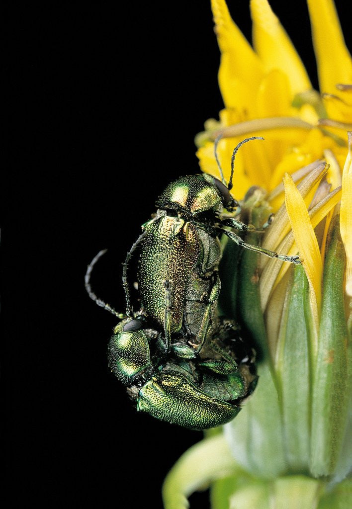 Detail of Cryptocephalus hypochaeridis (green leaf beetle) - mating by Corbis