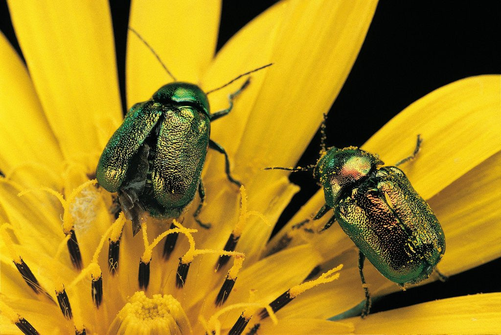 Detail of Cryptocephalus hypochaeridis (green leaf beetle) by Corbis