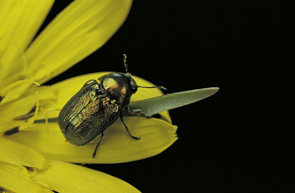 Detail of Cryptocephalus sericeus (cylindrical leaf beetles) by Corbis