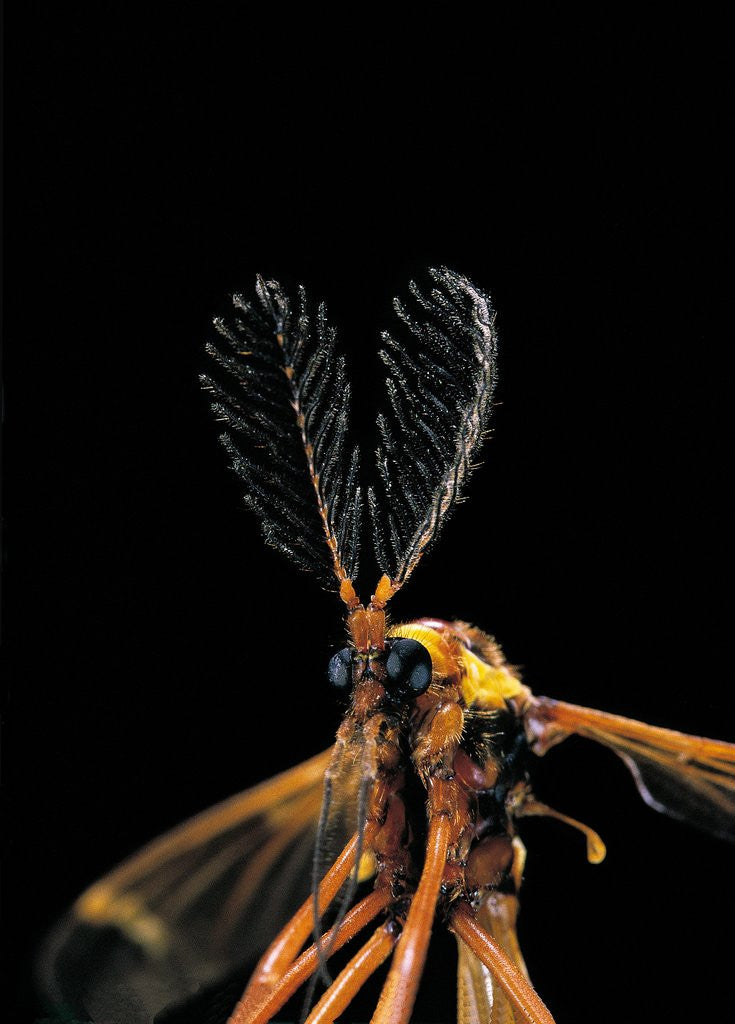 Detail of Ctenophora ornata (marked crane fly) - male by Anonymous
