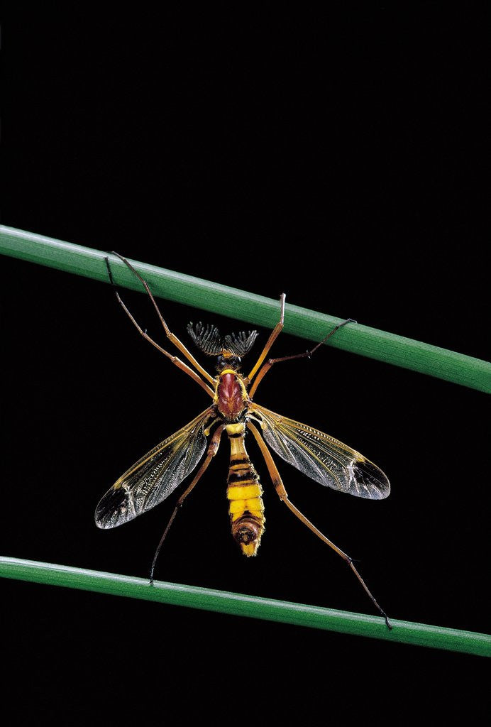 Detail of Ctenophora ornata (marked crane fly) - male by Anonymous