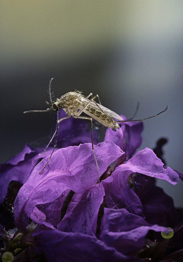 Detail of Culex pipiens (common house mosquito) - on a flower by Anonymous