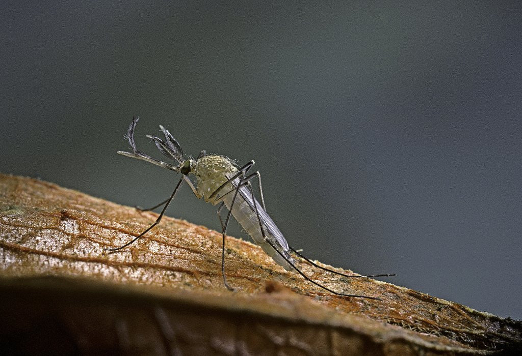 Detail of Culex pipiens (common house mosquito) by Anonymous