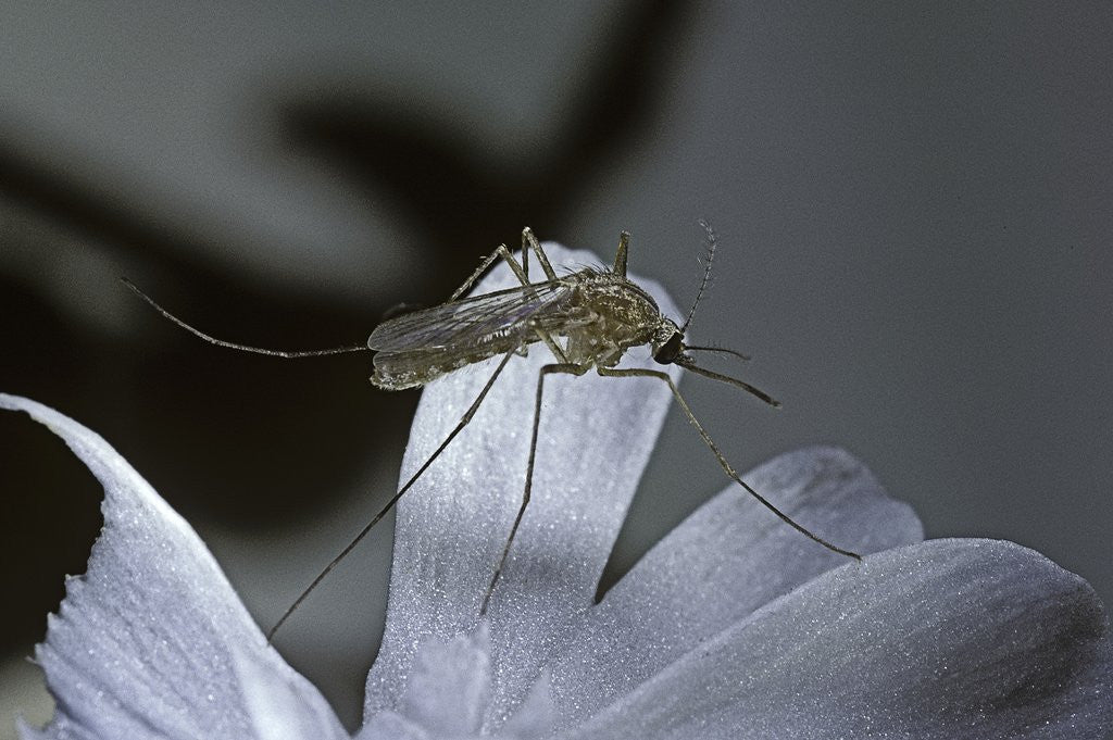 Detail of Culex pipiens (common house mosquito) - on a flower by Anonymous