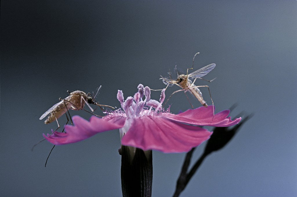 Detail of Culex pipiens (common house mosquito) - male with female by Anonymous