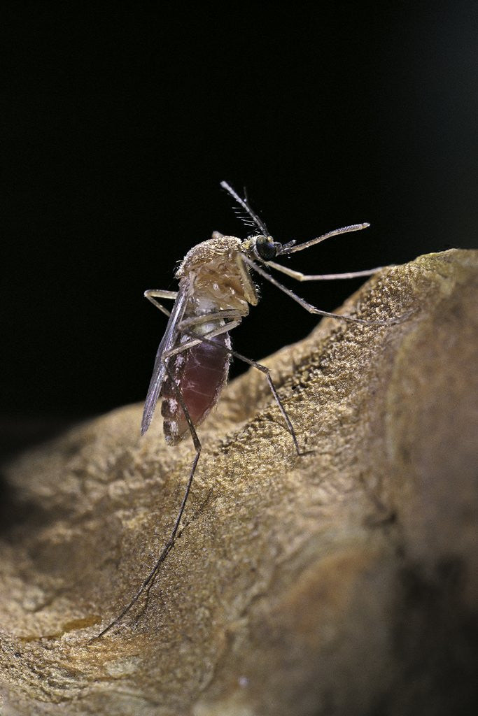 Detail of Culex pipiens (common house mosquito) - digesting its blood meal by Anonymous