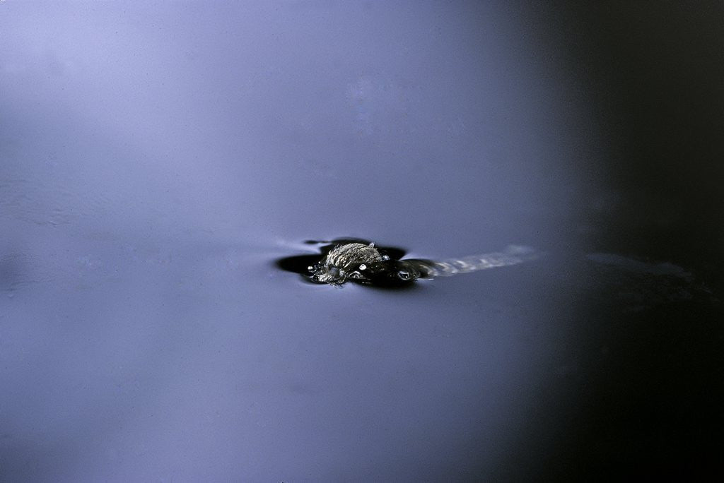 Detail of Culex pipiens (common house mosquito) - emerging (a2) by Anonymous