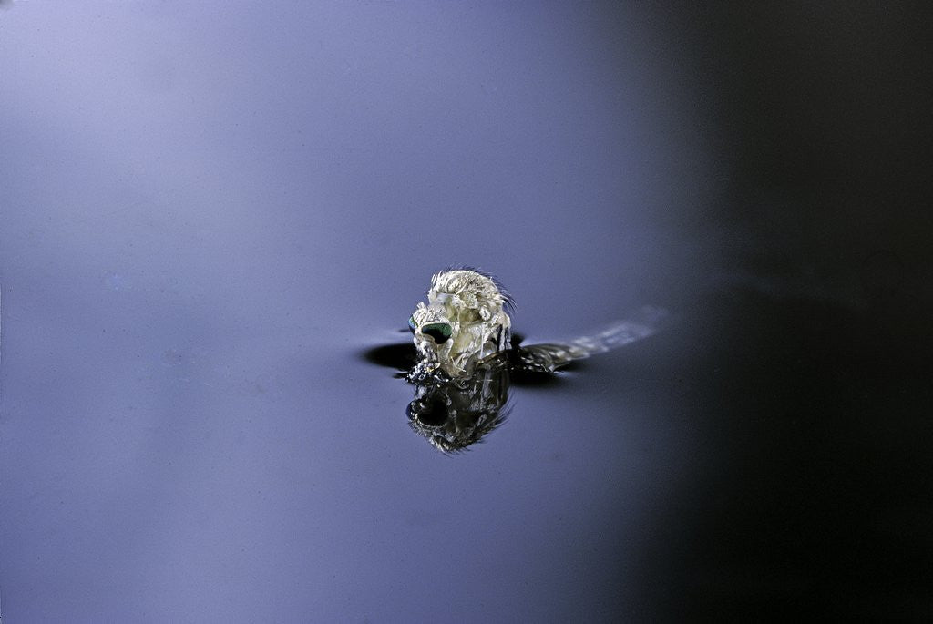 Detail of Culex pipiens (common house mosquito) - emerging (a3) by Anonymous