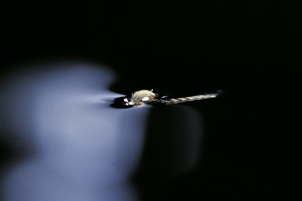 Detail of Culex pipiens (common house mosquito) - emerging (b1) by Anonymous