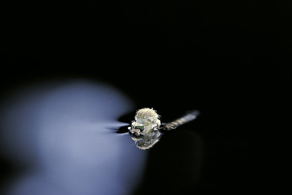 Detail of Culex pipiens (common house mosquito) - emerging (b2) by Anonymous